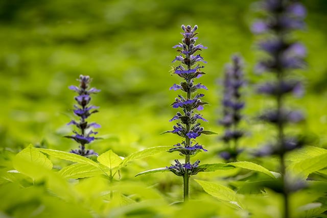 Image: Bugleweed contains 280 compounds that provide a myriad of health benefits