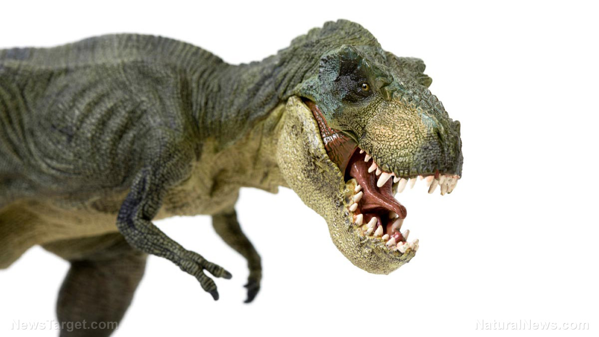 Image: Perfect predator: The T. rex’s stiff skull enabled it to SHATTER the bones of its prey