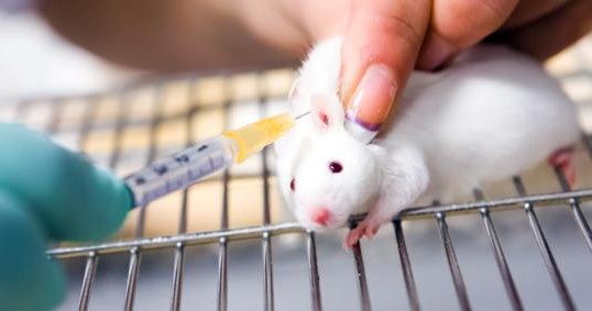 Image: Animal testing could end in America by 2035, announces EPA