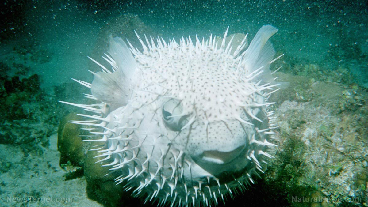 Image: Scientists develop super-water-repelling material inspired by spiky porcupinefish skin