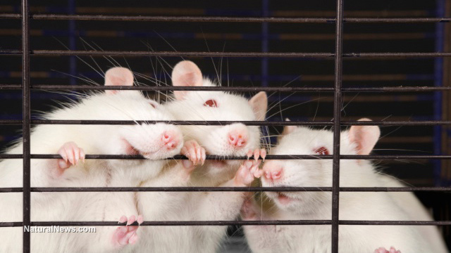 Image: Scientists can now implant “false memories” into animal brains