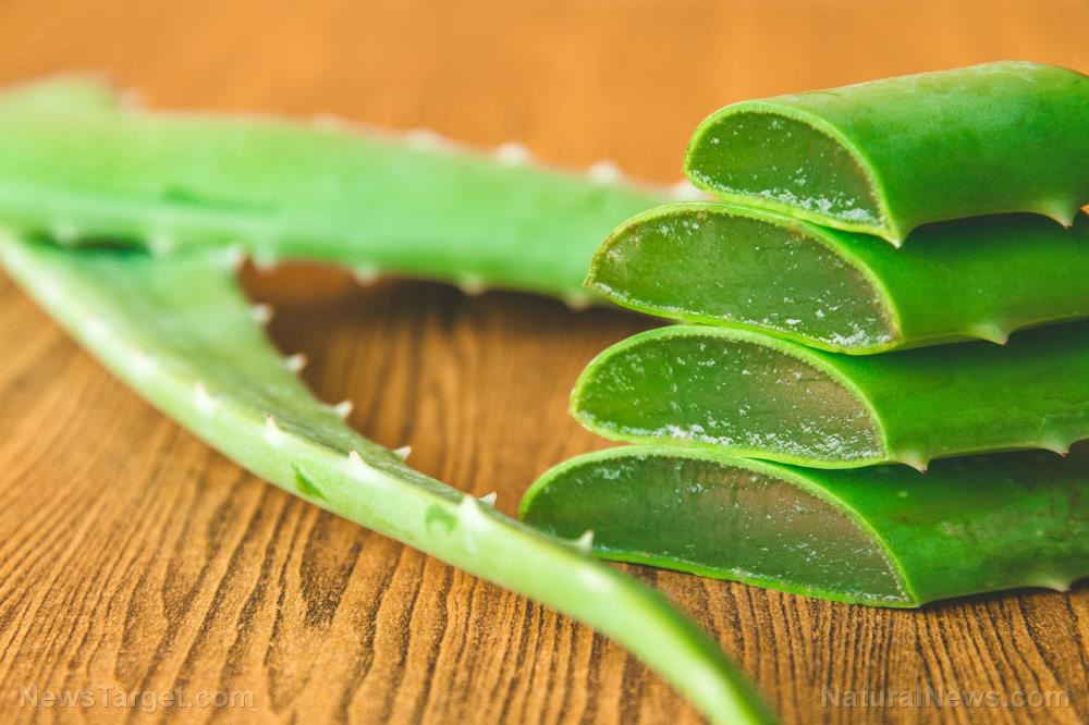 Image: Add antiviral to the list of benefits aloe vera can provide