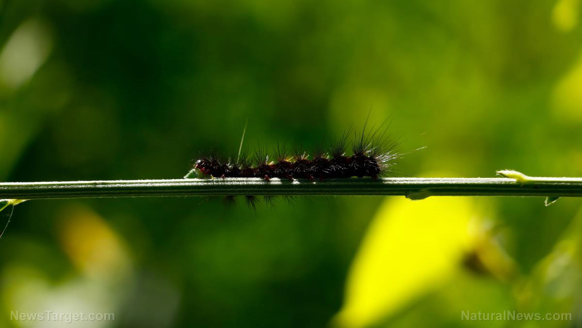 Image: Caterpillar wears tower of its own molted heads to fend off predators