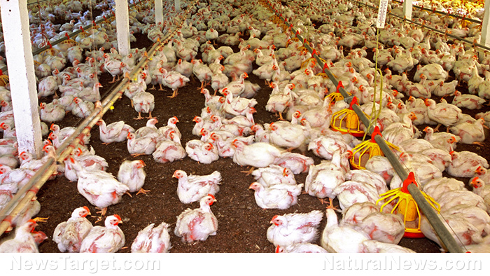 Image: Six poultry industry executives indicted for price-fixing