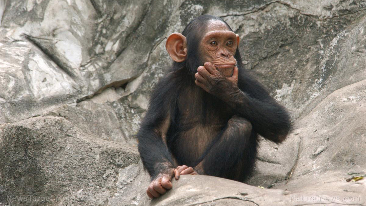 Image: Theory of mind: Fascinating study suggests great apes can understand each others’ mental states, just like humans
