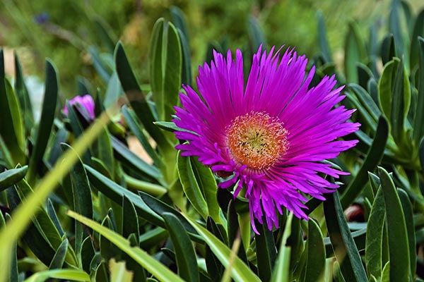Image: Hottentot fig, a medicinal plant from South Africa, can treat common ailments without causing blood toxicity
