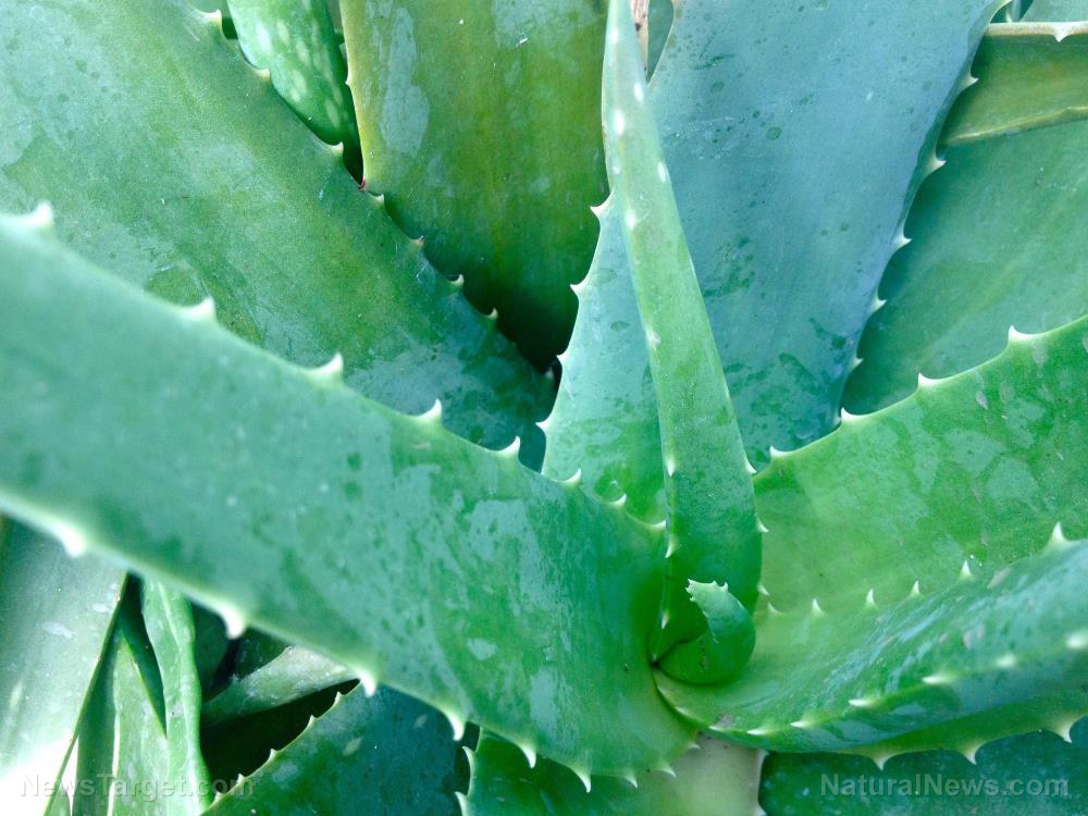 Image: Exploring the toxicity of Aloe rabaiensis