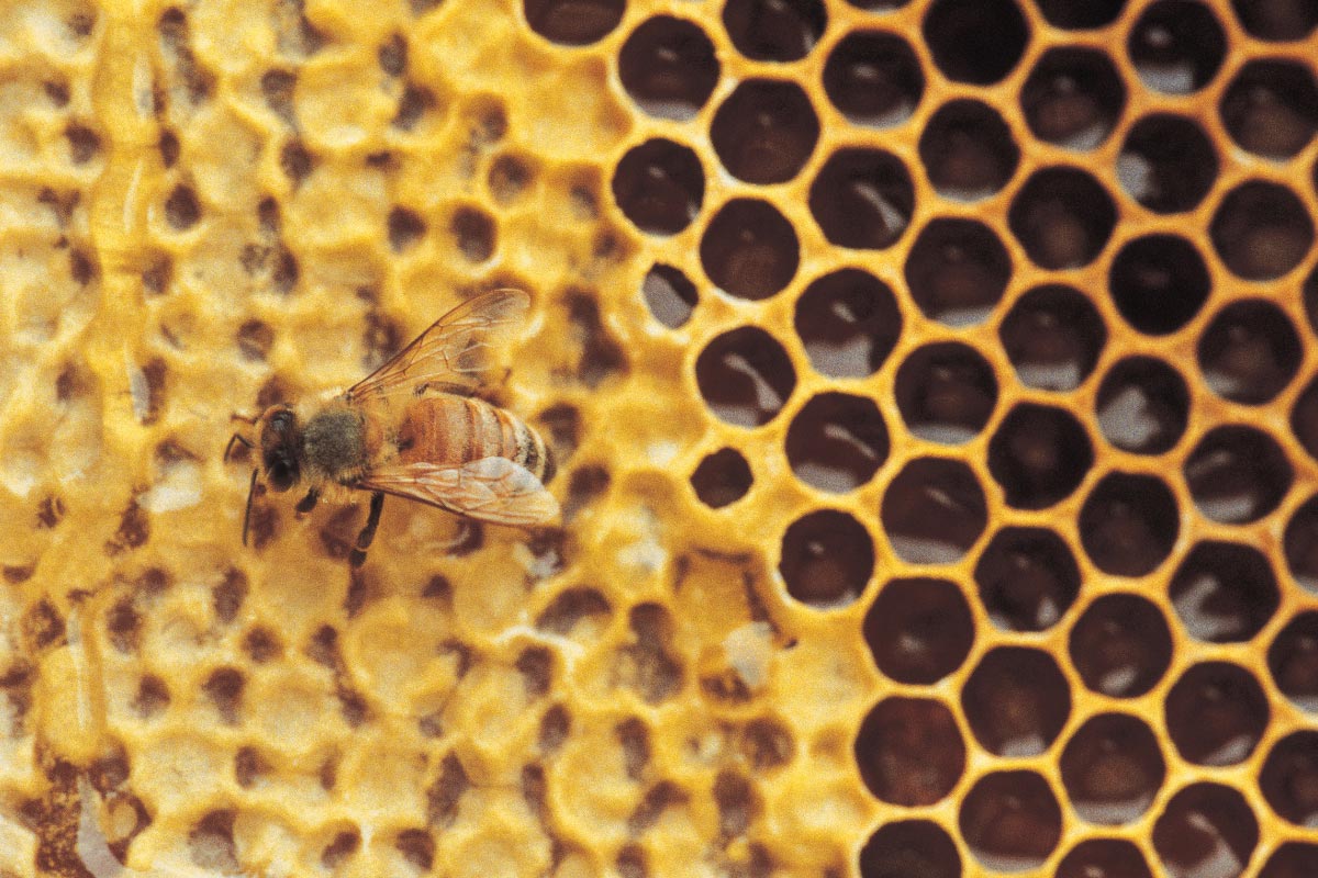 Image: Scientists develop new method for easily measuring pesticides in honey