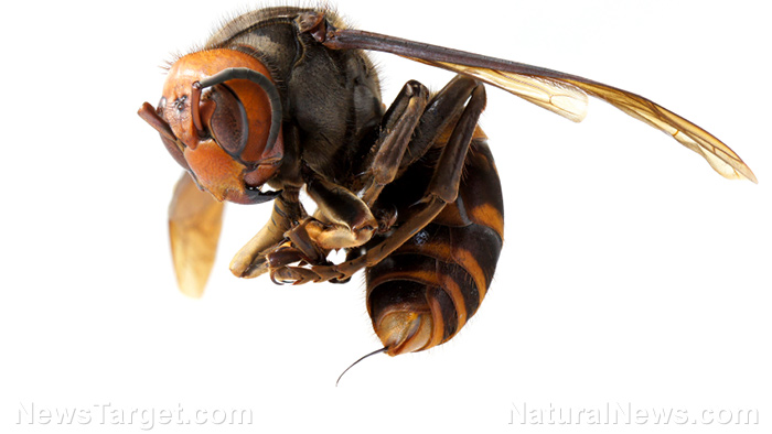 Image: Wasps are quick learners, especially when it comes to food scents