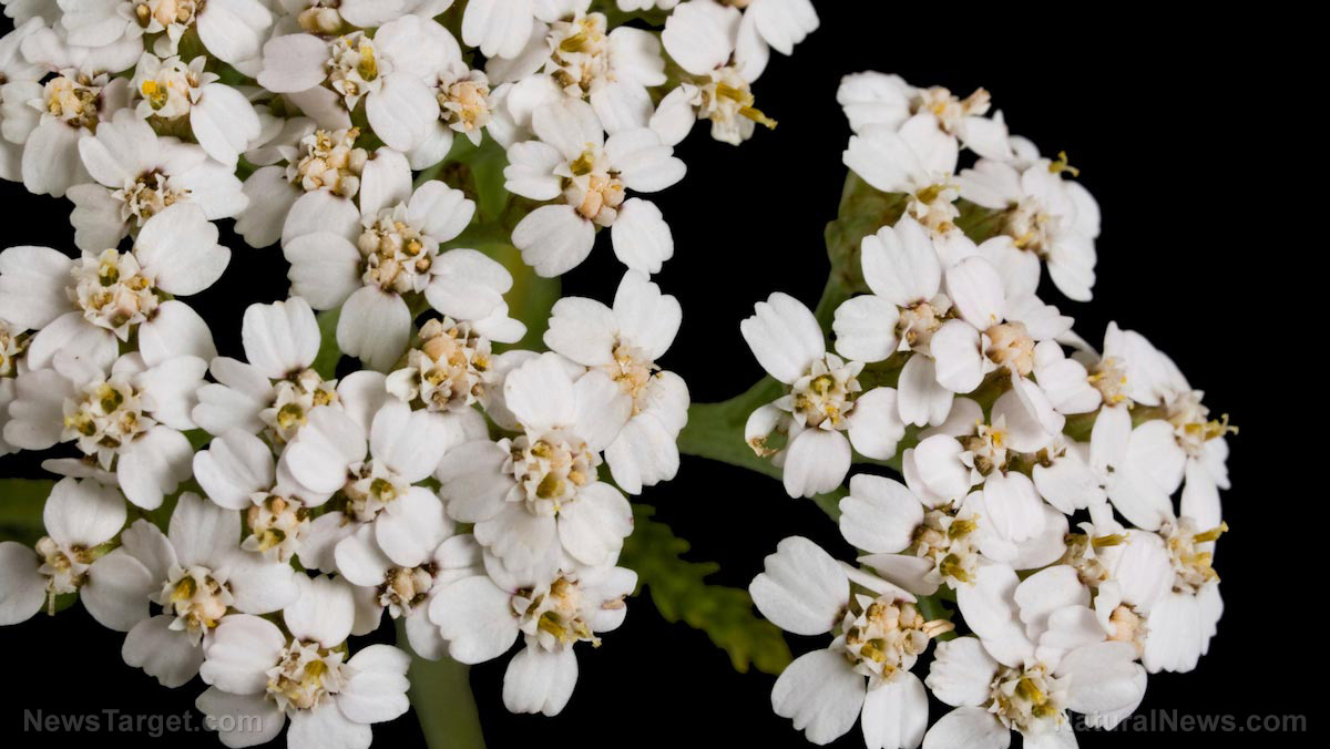 Image: Medicinal plants for preppers: How to identify yarrow, a natural astringent