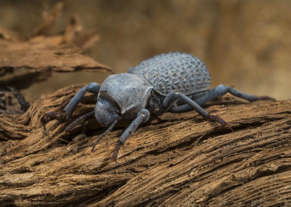 Image: Scientists reveal secret behind the diabolical ironclad beetle’s uncrushable armor
