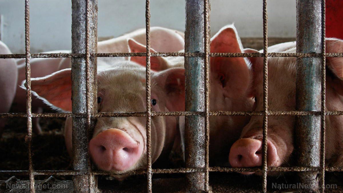 Image: FDA approves genetically engineered pigs for food and medicine