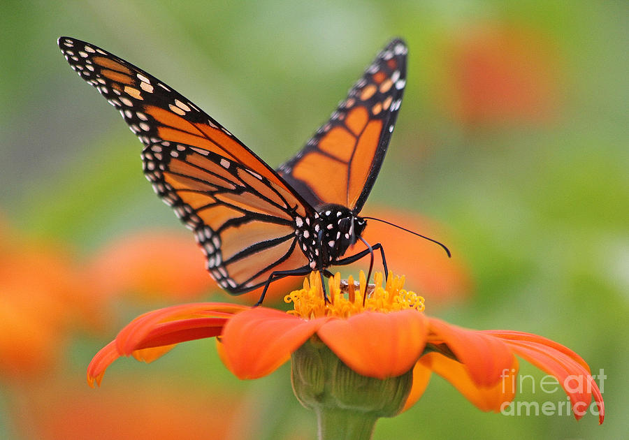 Image: Fascinating flyers: Scientists reveal how butterflies escape predators
