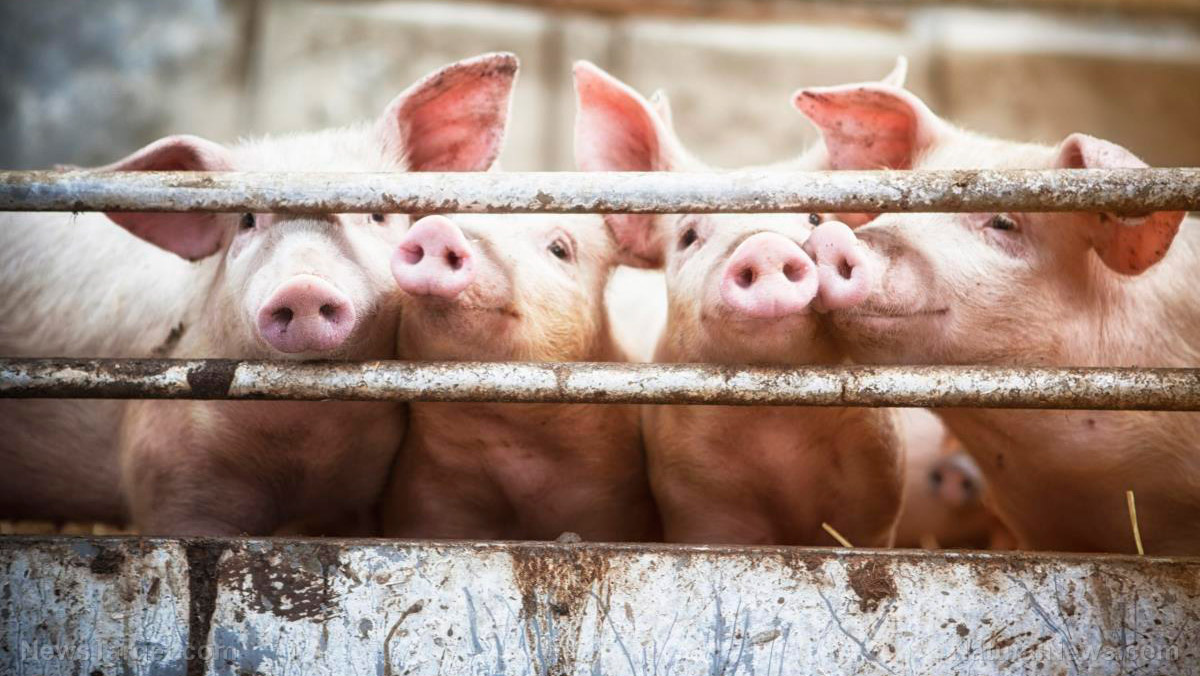 Image: Antimicrobial resistance up in animals raised for human consumption, warns study