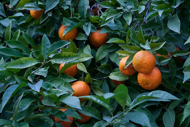 Image: Texas citrus crops devastated after historic arctic blast that left millions without power