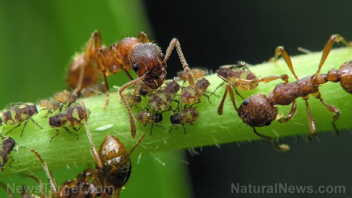 Image: Ants found to protect plants from disease by leaking “antibiotic” chemicals