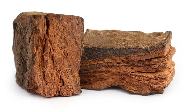 Image: Acacia catechu (black cutch) found to have immunomodulatory properties