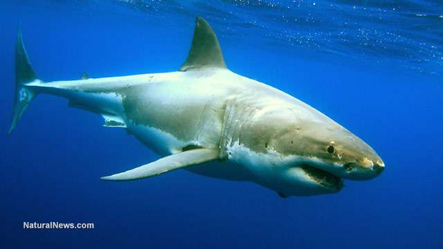 Image: Wounds on sharks are infection-free thanks to a complex germ ecosystem on the skin that prevent contamination