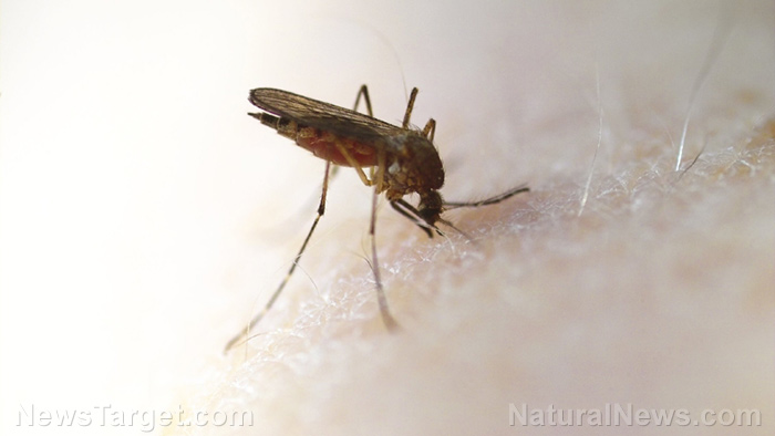 Image: Bill Gates wants to deploy genetically modified mosquitoes to inject vaccines