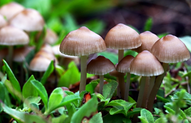 Image: Future homes may soon be made of eco-friendly mushroom “bricks”