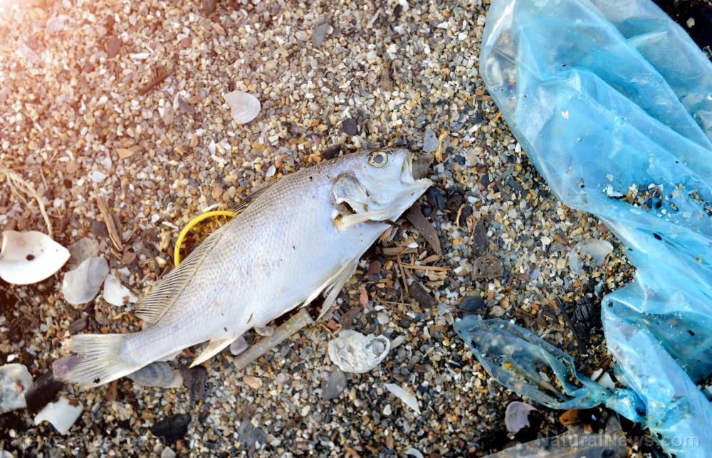 Image: Fish are ingesting plastic at higher rates, new research warns