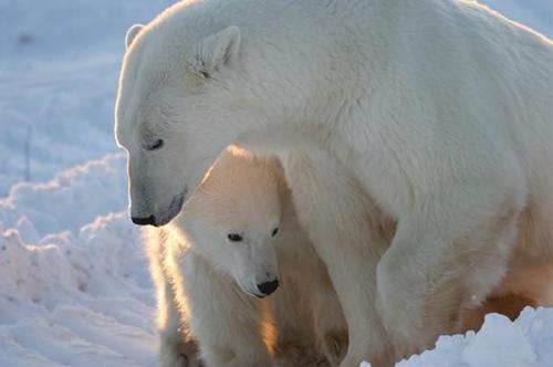 Image: New research shows polar bears are “fat and healthy” despite modest ice loss in the Arctic