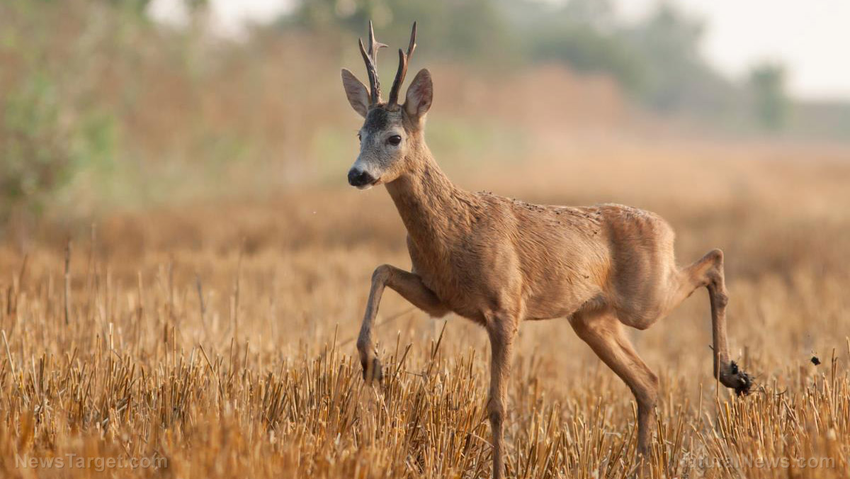 Image: Neonicotinoids can cause severe birth defects in white-tailed deer, warn researchers