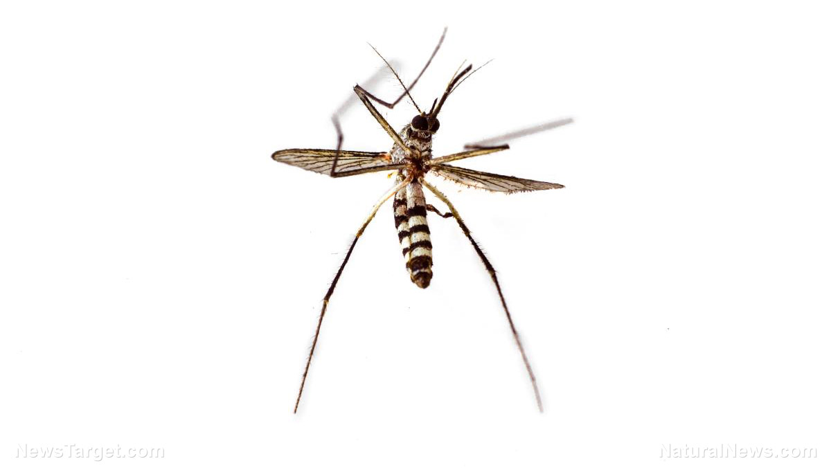 Image: GMO mosquitos being released in Florida Keys despite concerns by scientists and residents