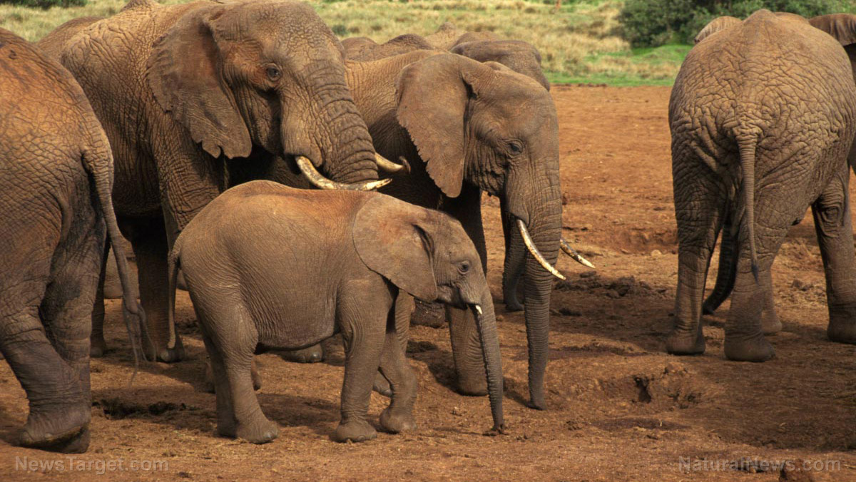 Image: Proposed oil field in southern Africa could threaten over 130,000 elephants, regional ecosystem and local communities