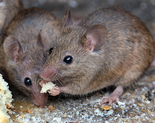 Image: Worsening mouse plague ravages rural Australia