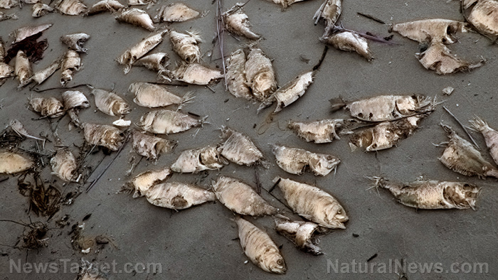 Image: Red tide kills tons of fishes in Florida