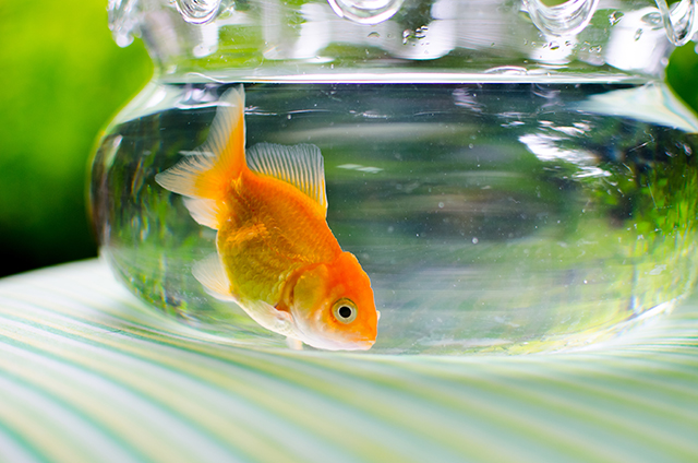 Image: Authorities warn that pet goldfish released into lakes are growing to enormous sizes, becoming invasive species