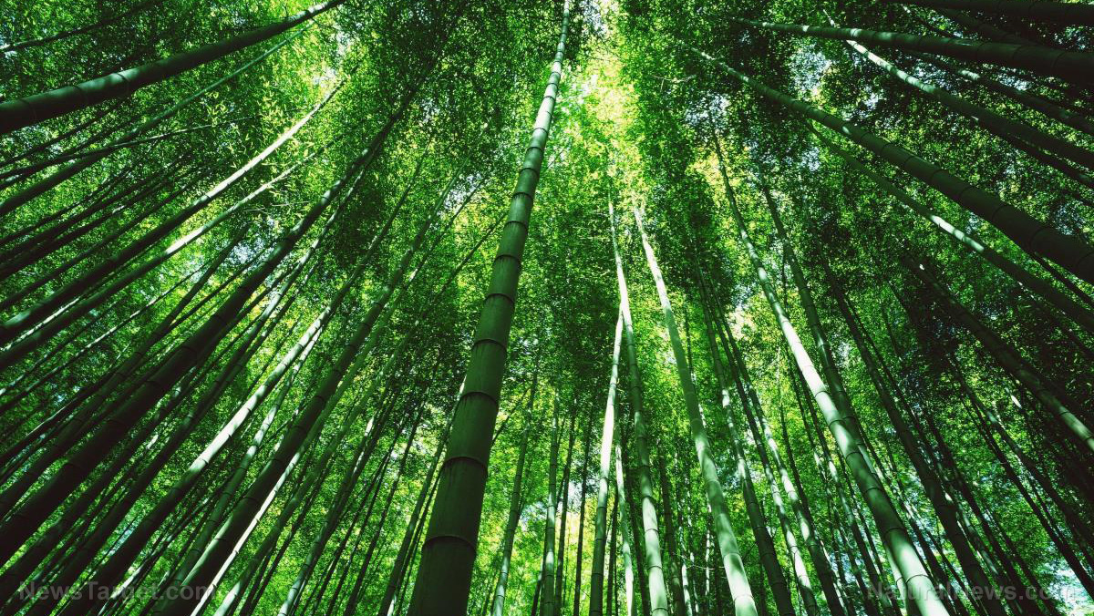 Image: Study: Tropical trees with thick leaves adapt well to high levels of carbon dioxide (because plants love CO2)