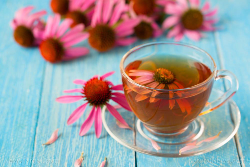 Image: Understanding the effects of purple coneflower (Echinacea) on the immune system