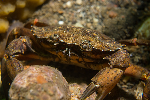 Image: Thousands of dead sea creatures washing up on UK beaches in “waist-deep” piles