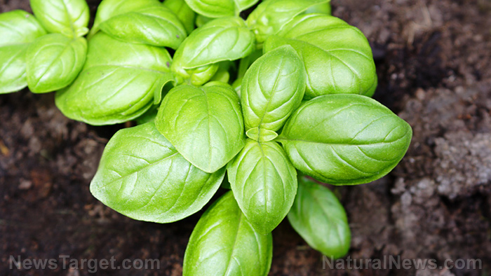 Image: Plant cures: Uses and benefits of basil essential oil