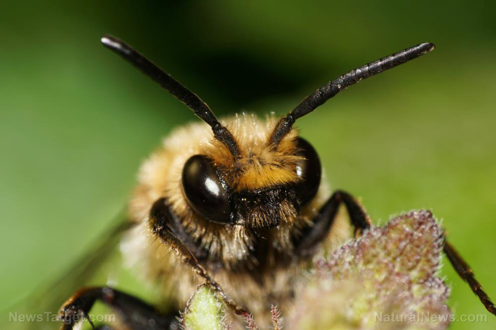 Image: Deadly pesticides can harm bee populations for generations, study finds
