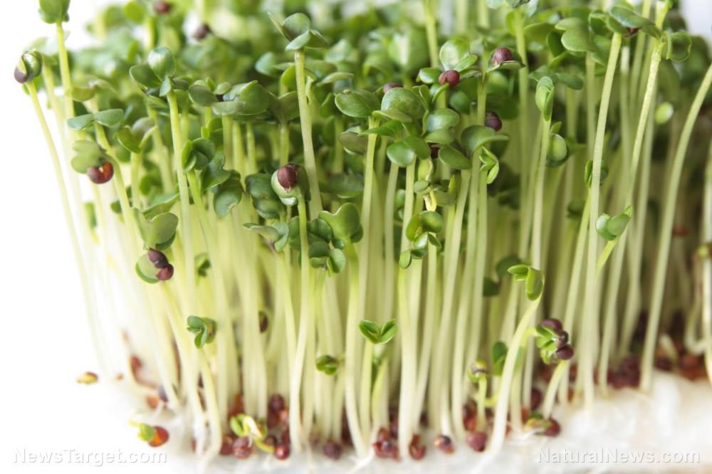 Image: Sprouts vs. microgreens: Is one healthier than the other?