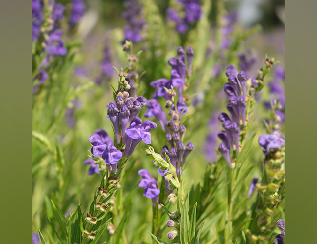 Image: Chinese skullcap can kill brain cancer cells, thanks to its active component baicalein