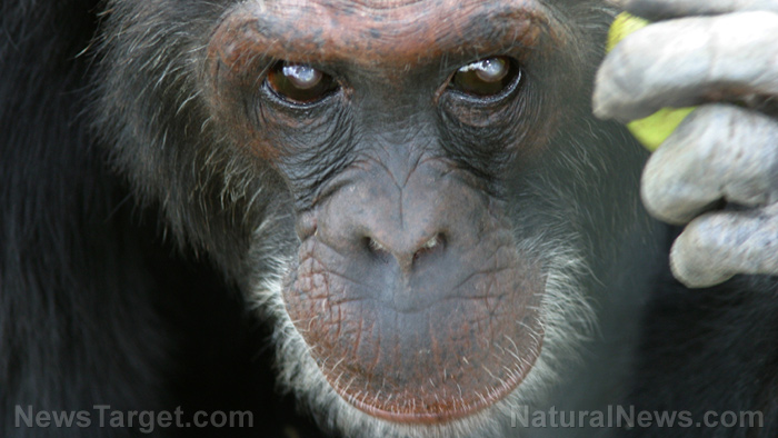 Image: Planet of the Apes? China, Russia tried to create chimp-human hybrids