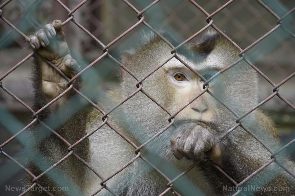 Image: MONSTER: Fauci runs “secret island of monkeys” to conduct cruel animal experiments to enrich Big Pharma