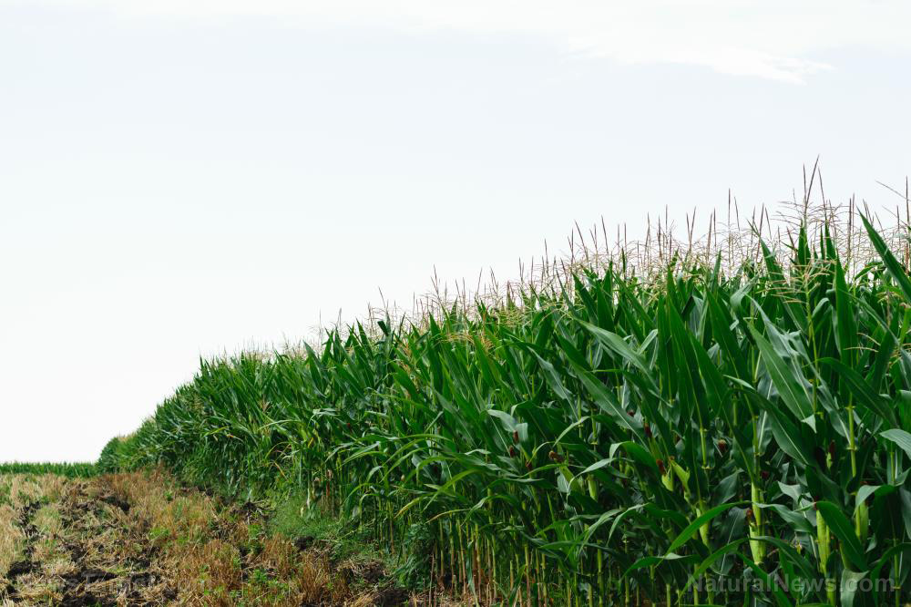 Image: Farming insider warns upcoming food shortages will be FAR WORSE than expected