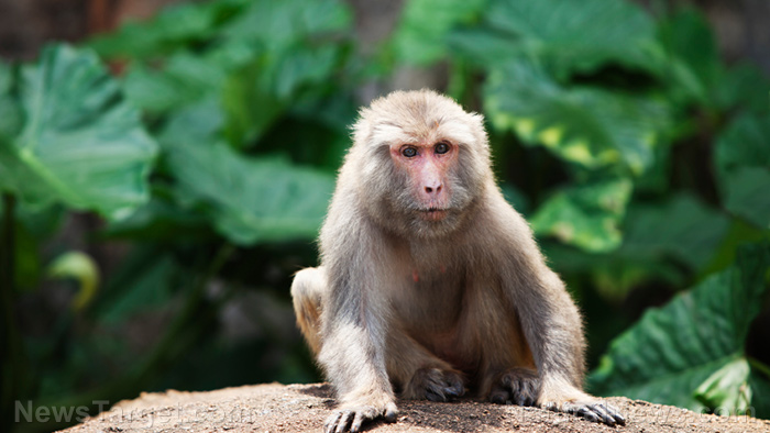 Image: Femme qui est entrée en contact avec un singe de laboratoire échappé montrant des signes potentiels d'infection