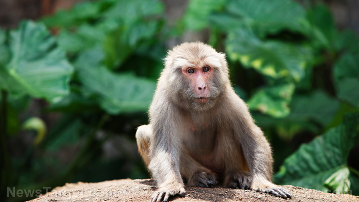 Woman who came into contact with escaped lab monkey showing potential signs of infection