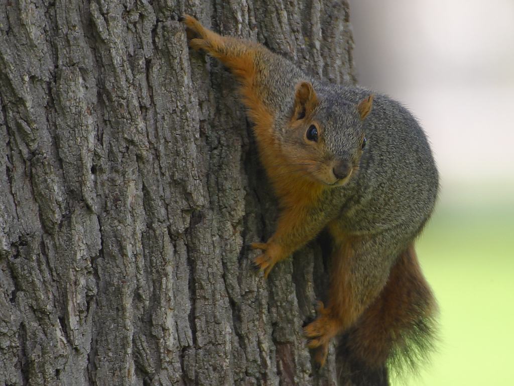Image: Leftists now freaking out about “privilege” and “inequality” … among SQUIRRELS