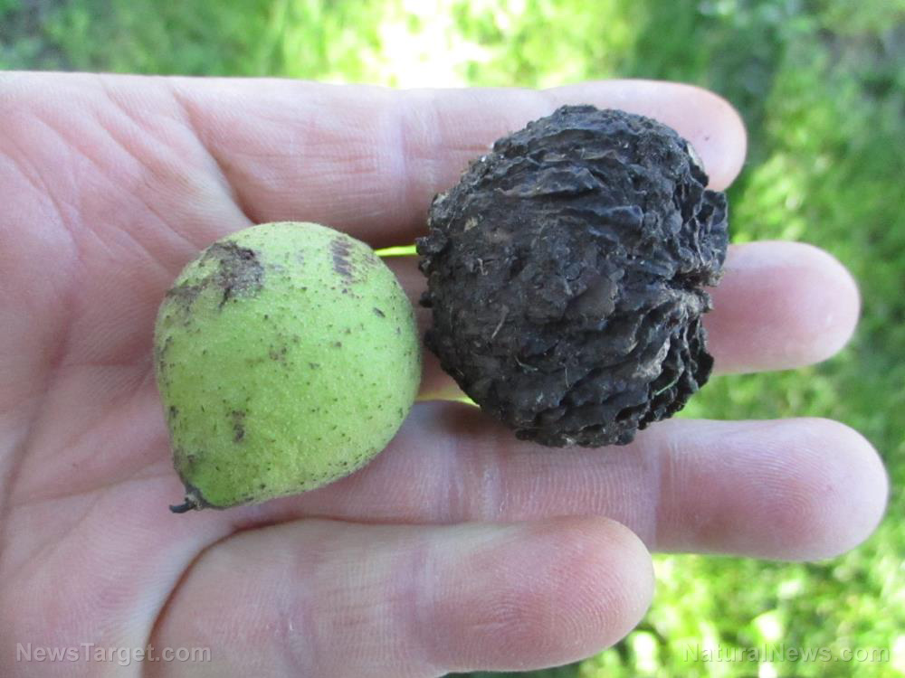 Image: Black walnuts found to suppress appetite and oxidative degradation of lipids