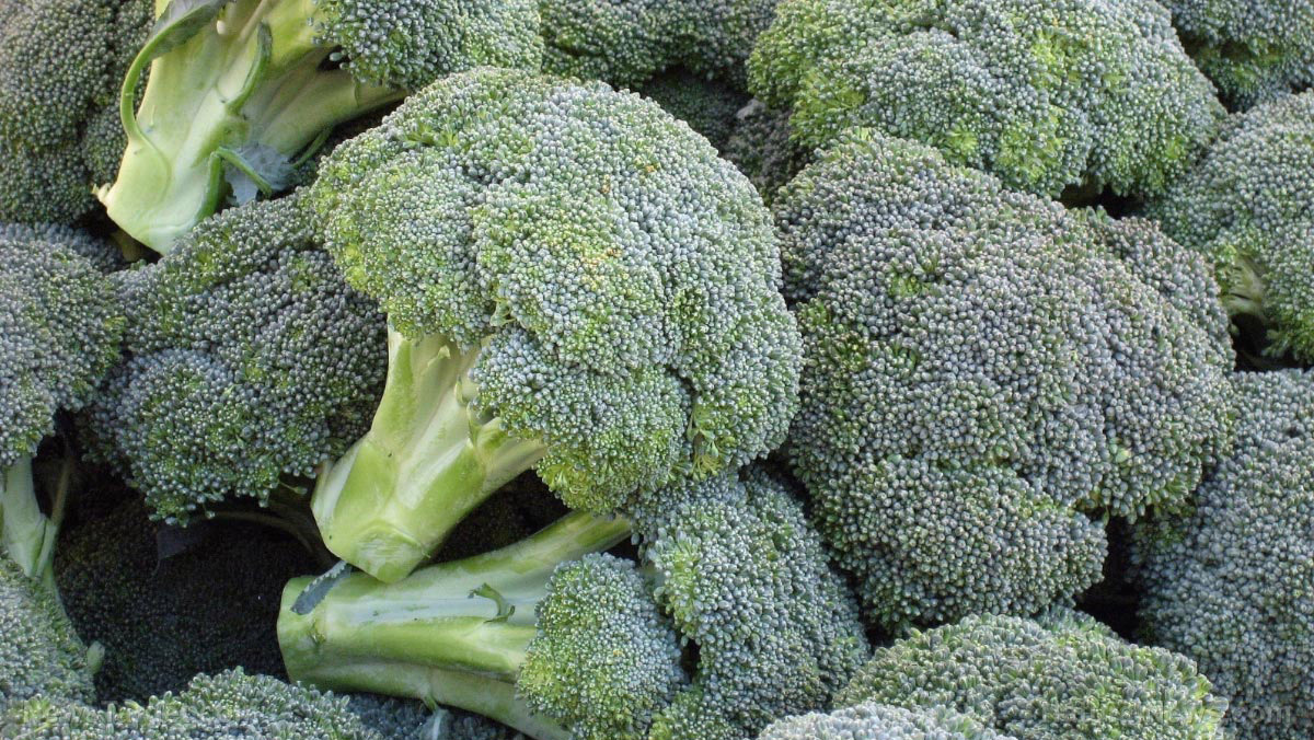 Image: Could a molecule found in broccoli help the brain REPAIR spike protein damage?