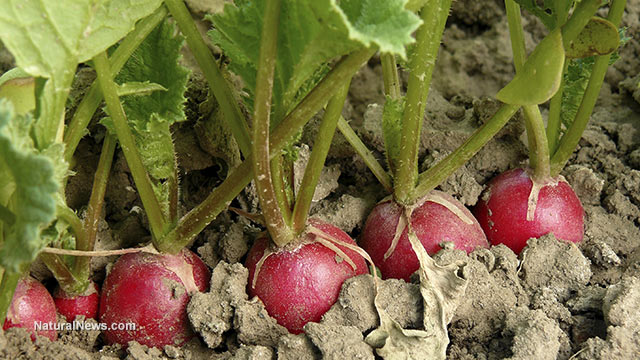 Imagen: Consejos de jardinería en el hogar: 17 verduras que puedes cultivar en cubos