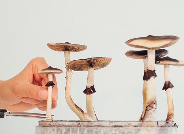 Image: Un composé de champignons magiques s'avère magique sur les symptômes de la dépression