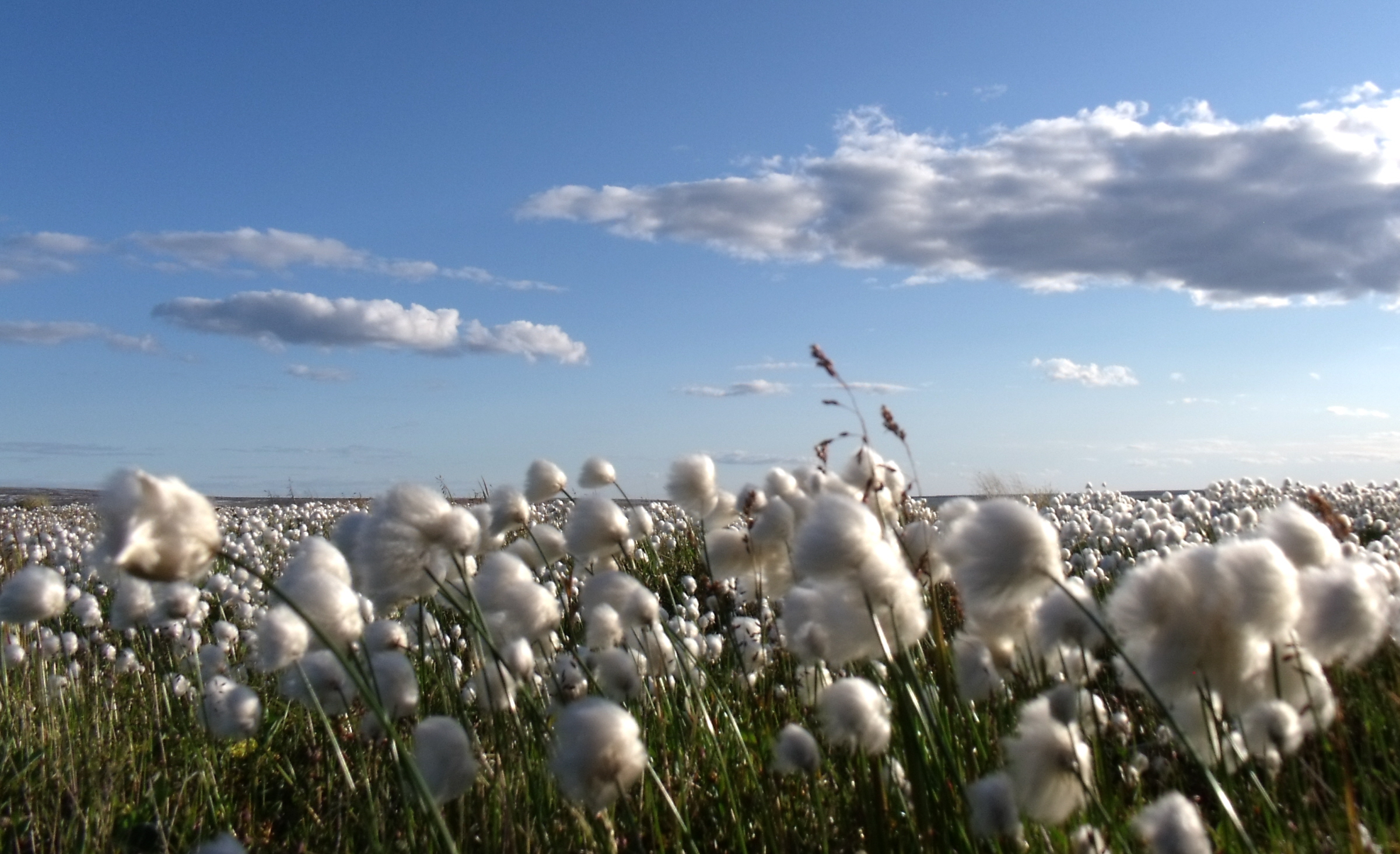 Drought conditions causing surge in cotton prices, raising fears clothes could become more expensive - Vimarsana News